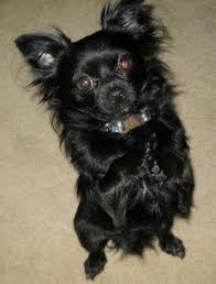 Long Haired Black Chihuahua Black Chihuahua Chihuahua Puppies Chihuahua
