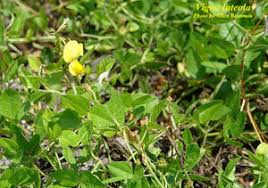 Image result for Vigna luteola