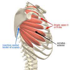 This expansion and contraction is facilitated by the intercostal muscles if they are. Muscles Of The Rib Cage Labeled Intercostal Muscles Function Area Course Human Click On The Tags Below To Find Other Quizzes On The Same Subject Decorados De Unas
