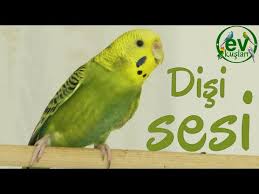 Budgie Trust The Golden Rules Youtube