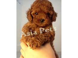 Prices of australian labradoodles and why they are more expensive than other breeds. Poodle Puppy Price In Bangalore Poodle Puppy For Sale In Bangalore