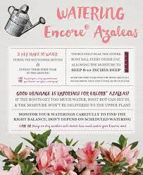 Watering Your Encore Azaleas Azaleas Care Azaleas Landscaping Azaleas