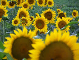 There are dozens of varieties of sunflowers, including annual and perennials that return each year. Sunflower Debate Ends In Mexico Researchers Say Florida State University News
