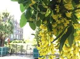 Image result for Laburnum anagyroides