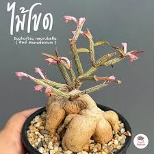 Image result for Sporobolus mildbraedii