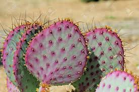 There are many species of prickly pear ca ctus's, most commonly found in southwestern. Beavertail Cactus Stock Photo Picture And Royalty Free Image Image 26149488