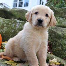 Find the perfect golden retriever puppy for sale in new jersey, nj at puppyfind.com. Golden Retriever For Sale In Bergen County 9 Petzlover