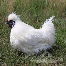 Murray Mcmurray Hatchery White Silkie Bantams