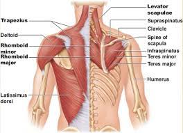 The deltoid, teres major, teres minor, infraspinatus, supraspinatus (not shown) and subscapularis muscles (not shown) all extend from the scapula to the humerus and act on the shoulder joint. How To Fix Your Shoulder By Treating Your Upper Back Laguna Orthopedic Rehabilitation