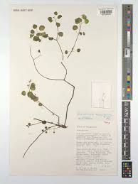 Image result for Monothecium glandulosum