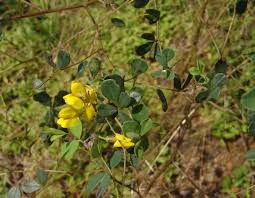 Image result for Rhynchosia divaricata