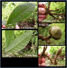 Image result for Monoon