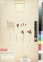 Image result for Xerophyta scabrida