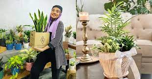 People have become more and more conscious about the environment, and thus there is a sharp rise in green space. Malaysian Online Stores To Buy Indoor Plants For A Home Garden