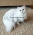 Pre-Loved Persian Kittens For Sale Doll Face Persian ...