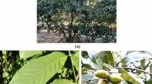 Image result for Terminalia brachystemma