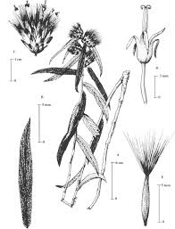 Image result for Pleiotaxis