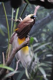 Lesser Bird Of Paradise Images Lesser Bird Of Paradise Bird Species Bronx Zoo Bird