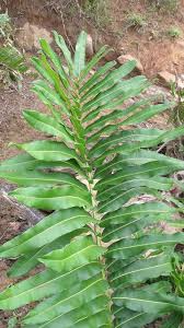 Image result for Acrostichum