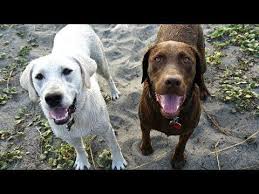 We find great satisfaction in raising healthy, happy goldens and placing them in your loving home! Labrador Retriever Puppies Under 500 Dogs First Time On The Beach Labradorretriever Labrador Retriever Puppies Labrador Retriever Labrador Dog