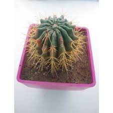 Cacti gardening plants planting and maintenance succulents indoor gardening. Full Sun Exposure Green Cactus Plant For Home Office Rs 170 Plant Id 21990021548