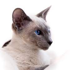 All About Siamese Cats Cat Breeds Catloversdiary Com