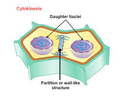 It's the intermidiate structure that splits a plant cell in half, and later becomes. Learn Plant Cell Mitosis Cytokinesis In 3 Minutes