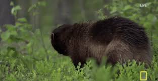 We would like to show you a description here but the site won't allow us. Honey Badger Vs Wolverine Badger Fight Comparison Wolverine Attack
