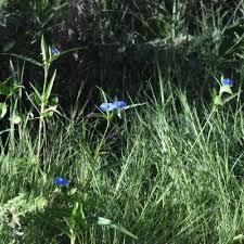 Image result for Commelina petersii