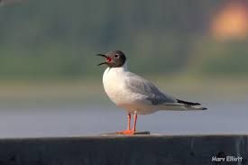 Image result for Allophylus fulvotomentosus