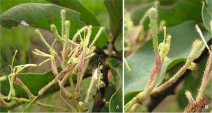 Image result for Erianthemum