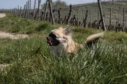 Kleine hunderassen sind meist mit 8 monaten ausgewachsen,bei größeren hunden kann es bis zu 2 jahren (z.b deutsche dogge) dauern,bis sie ausgewachsen sind.speziell für deinen fall,habe ich diese seite für dich gefunden,die zeigt wie sich ein langhaarchihuahua in etwa entwickelt: Chihuahua Yorkshire Mischling Informationen