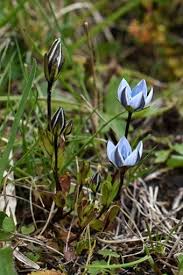 Image result for Swertia pleurogynoides