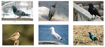 These three types of pest birds are the pigeon, the house sparrow, and the european starling. Bird Control Solutions In India Rpci
