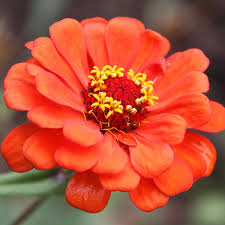 Profusion series won multiple prestigious awards: Zinnia Flower Garden Seeds Profusion Series Double Fire 500 Seeds Annual Flower Gardening Seed Zinnia Hybrida Walmart Com Walmart Com