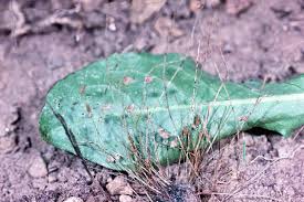 Image result for Lipocarpha rehmannii