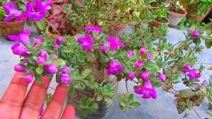 We did not find results for: Flowering Plant Texas Ranger Growing Caring Tips Texas Sage Leucophyllum Urdu Hindi Youtube