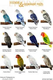 Lovebirds A Type Chart Pet Birds African Lovebirds Parrot