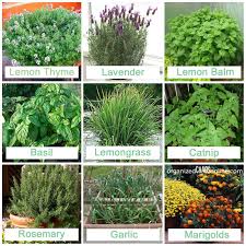Plants that repel mosquitoes plants growing in the ground won't repel mosquitoes. Pin On Gardening