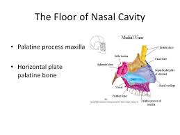 They are placed side by side at the middle and upper part of the face and by their junction, form the bridge of the upper one third of the nose. Anatomy Of Nose And Paranasal Sinus