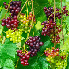 We did not find results for: Grape Vines For Sale Buy Delicious Grape Plants Gurney S Seed Nursery Co