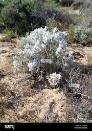 Image result for Eriocephalus racemosus