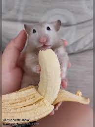 Hamster Buddies Who Wants A Share Of Banana
