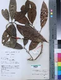 Image result for Ixora burundiensis