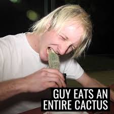 Dromedary camel eating a prickly pear cactus segment (above). Unilad Guy Eats An Entire Cactus Facebook