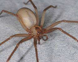To control these parasites, the birds and. Kill A Bug Pty Ltd Alberton Projects Photos Reviews And More Snupit