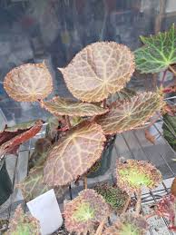 Image result for Begonia scutifolia