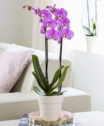 No hidden fees · quick easy ordering · fast flower delivery 10 Of The Best Indoor Plants For Bedroom In India India Gardening