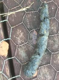 Image result for marten poop