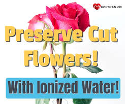 Then, use dental floss to hang them upside down from a hanger. Use Acidic Ionized Water To Keep Flowers Beautiful Water For Life Usa Water For Life Usa